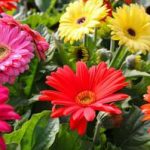 Цветок гербер садовый выращивание из семян в домашних условиях, посадка и уход в саду