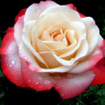 Особенности чайно-гибридных роз популярные сорта, описание и фото