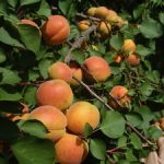 Лучшие морозостойкие и неприхотливые сорта абрикосов для Подмосковья название и описание, отзывы