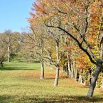 Подкормка плодовых деревьев осенью самые популярные способы