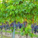 Подкормка винограда весной – минеральными удобрениями, органикой и другими веществами