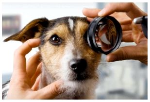 Ветеринарная офтальмология